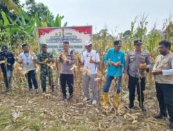 Mendukung Swasembada Pangan 2025, Satuan Gugus Tugas Polres Lutim Panen Raya Jagung Serentak Kuartal II.