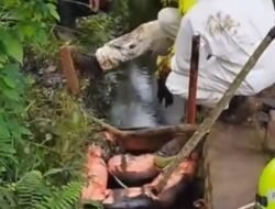 Puluhan Hektar Sawah Warga Terendam Minyak Milik PT. Vale Yang Bocor. Ober Datte : Harus Penanganan Maksimal.