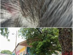 Orang Tua Murid Mengadu Kepala Anaknya Dipukul Sampai Bengkak. Guru TK Bhayangkari Mangkutana Malah Ketawa. Karena Anak Polisi Kah?.